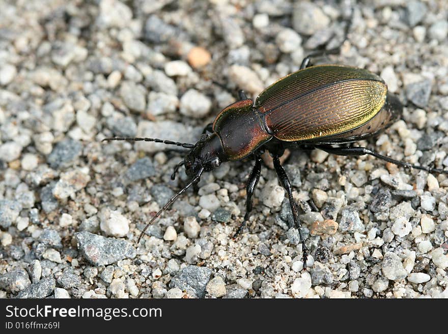 Ground-beetle