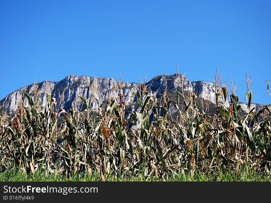 Field grain and the mountains. Field grain and the mountains