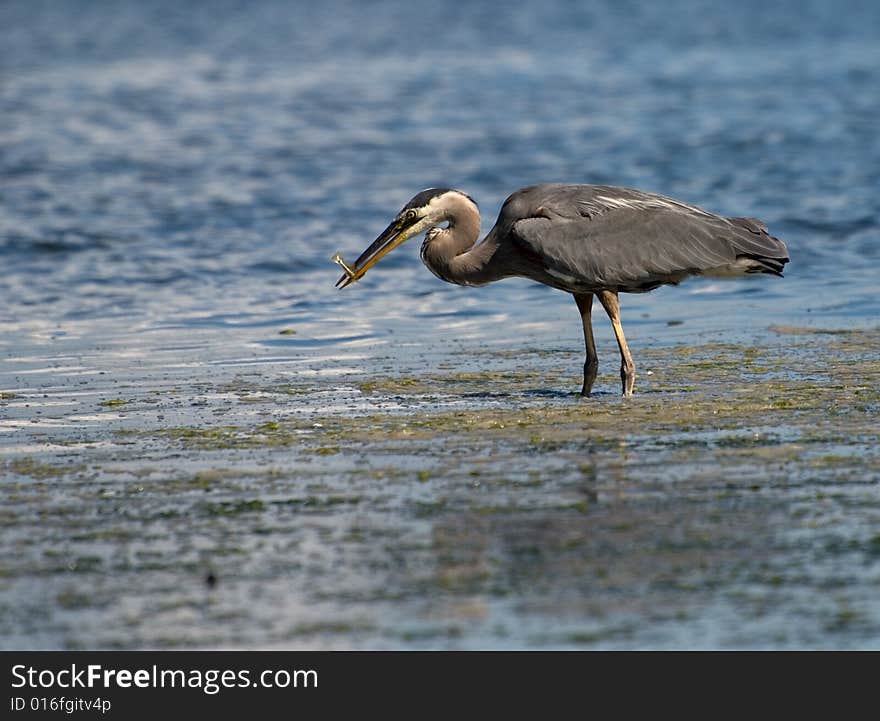 Heron with a fish in its bill catching fish in the ocean. Heron with a fish in its bill catching fish in the ocean