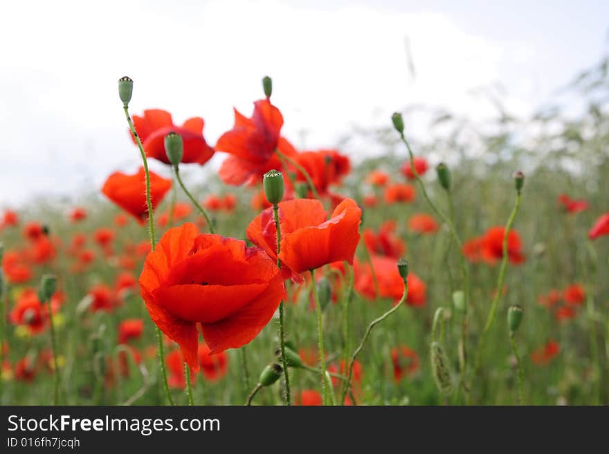 Red field