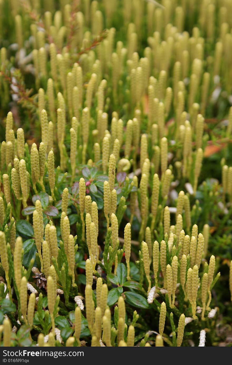 Green moss, photographed in Denali National Park. Green moss, photographed in Denali National Park