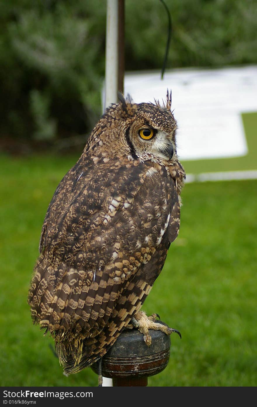 Owl on pod