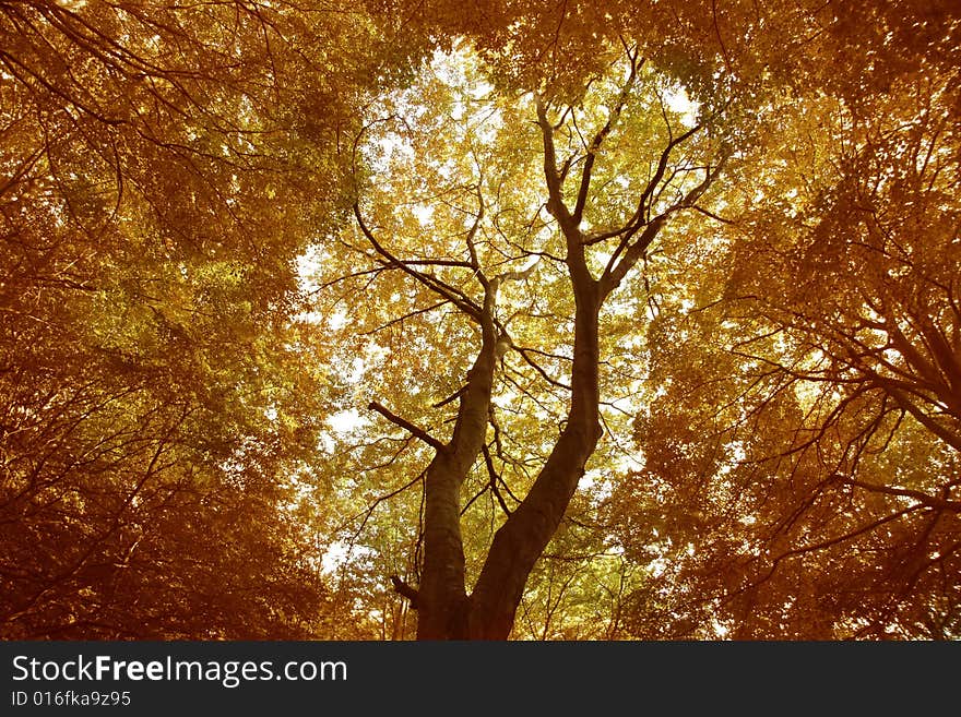 A tree with autumnal vegeteble