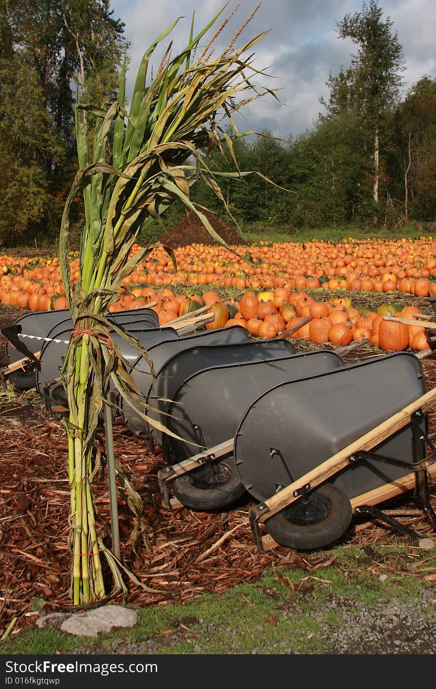 Pumpkin patch