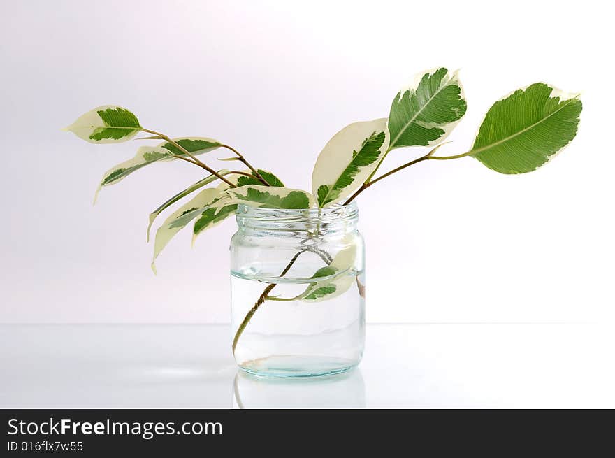 Green branch in a jar