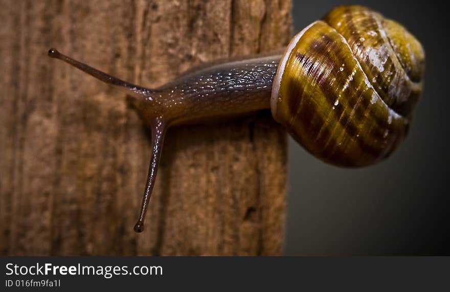 A small snail on a branch