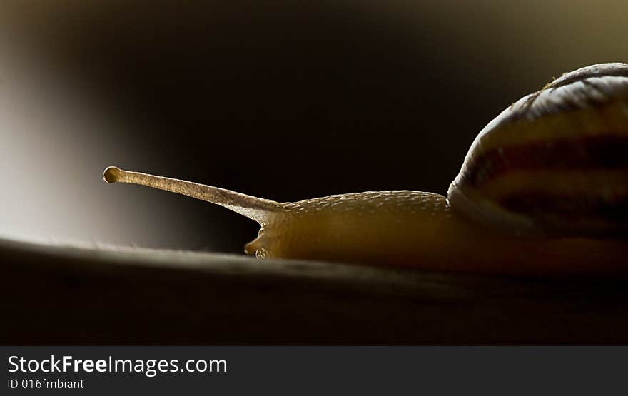 A small snail on a branch with a nice light