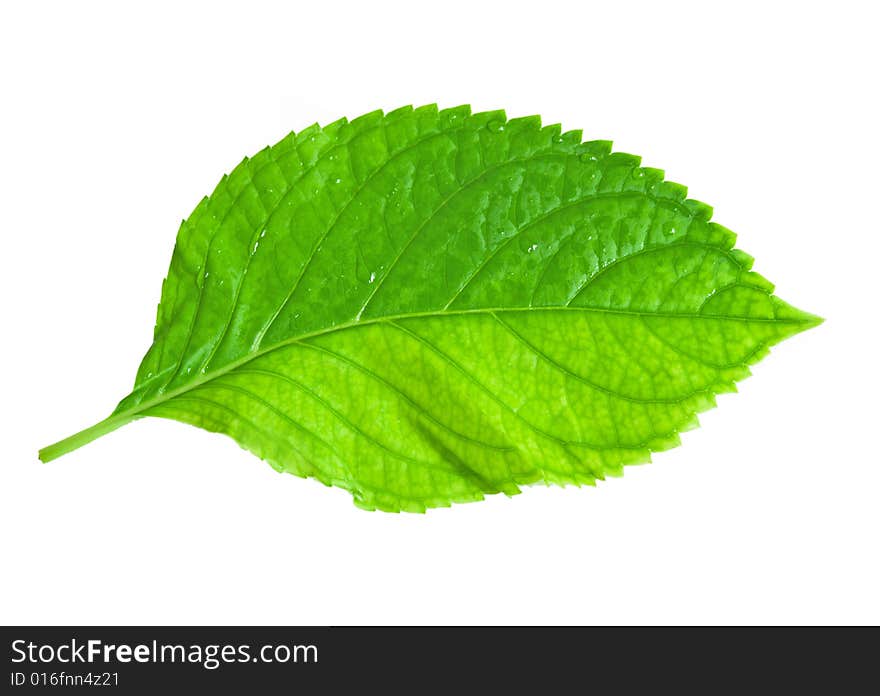 Green leaf isolated on white.