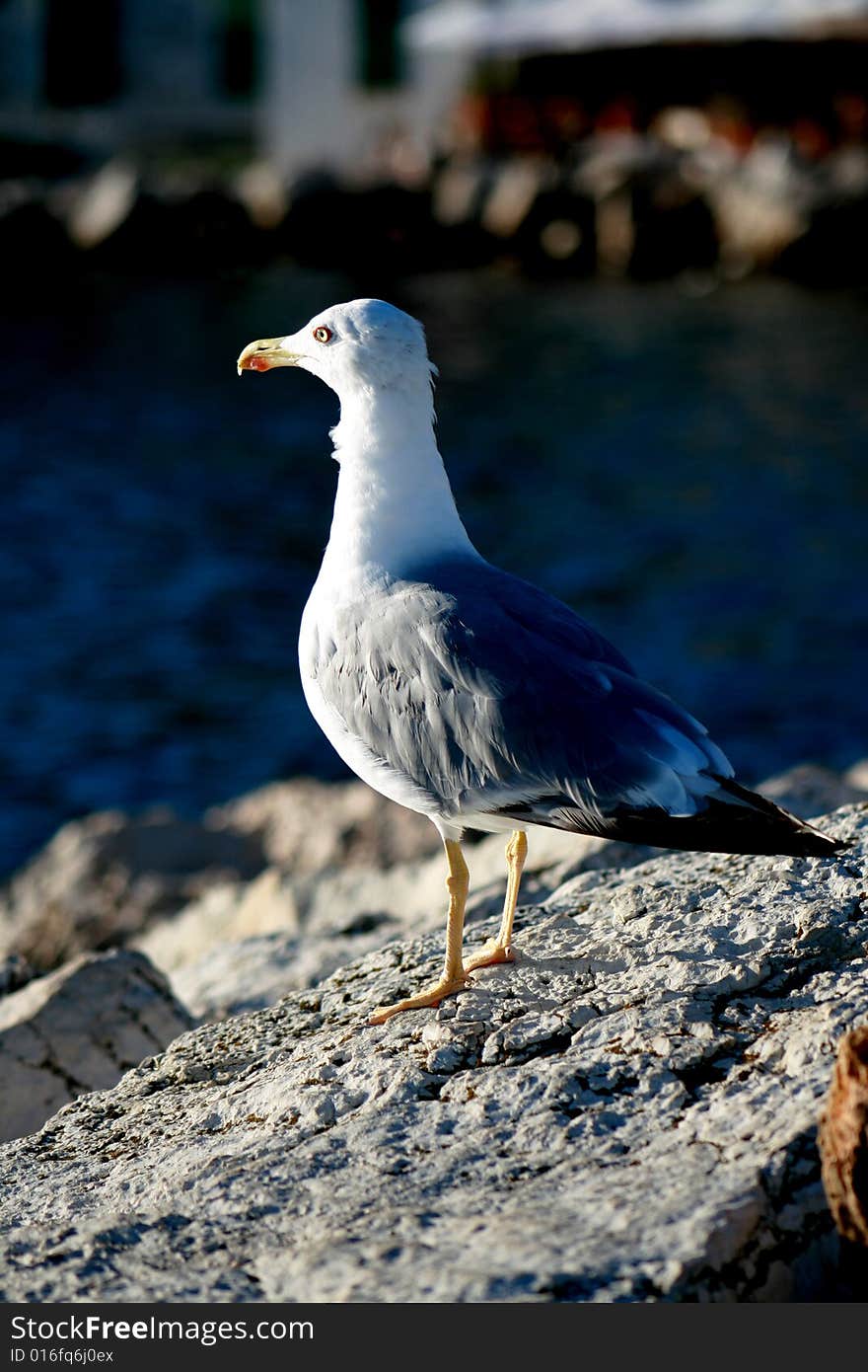 Lesser Black Back Gull