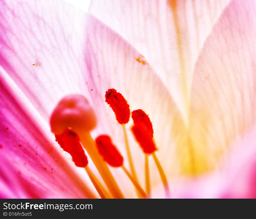 Photograph of Lilly  flower closeup