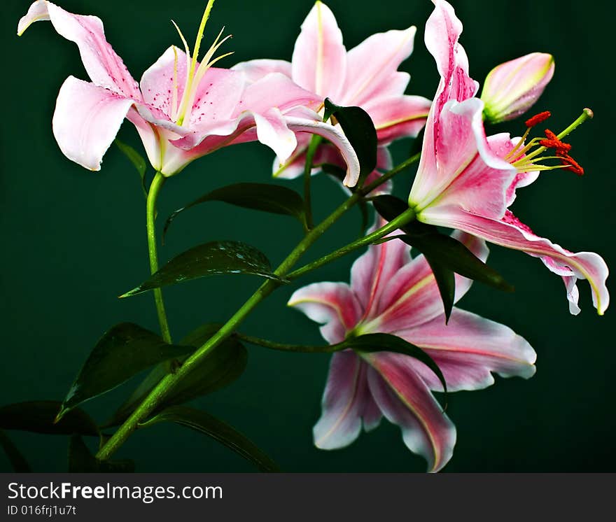 Lilly  flower closeup