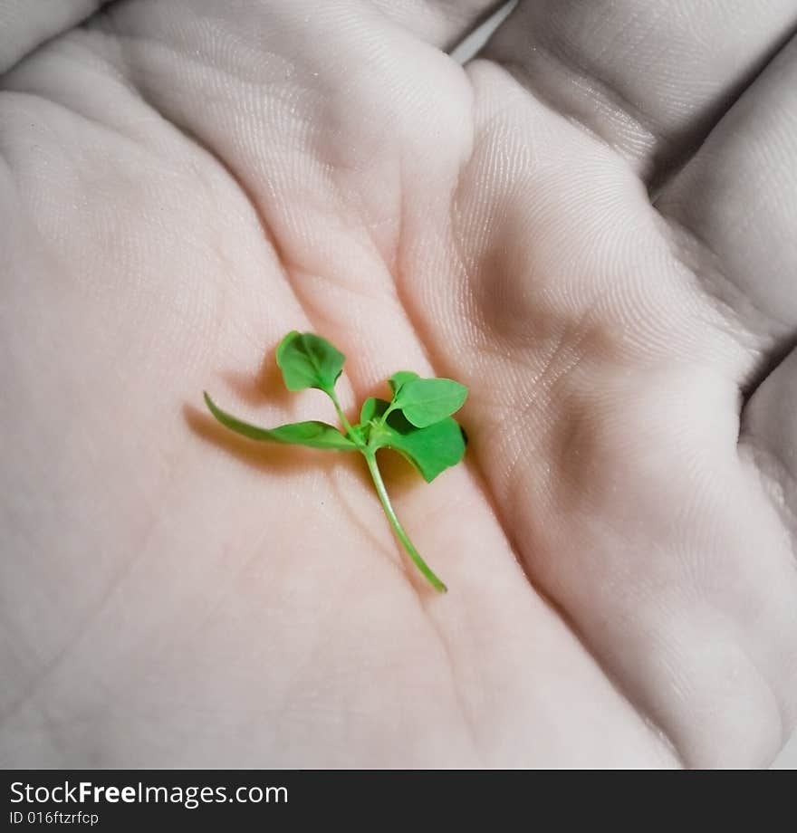 Green, tiny plant in hand.Partial desaturated image.