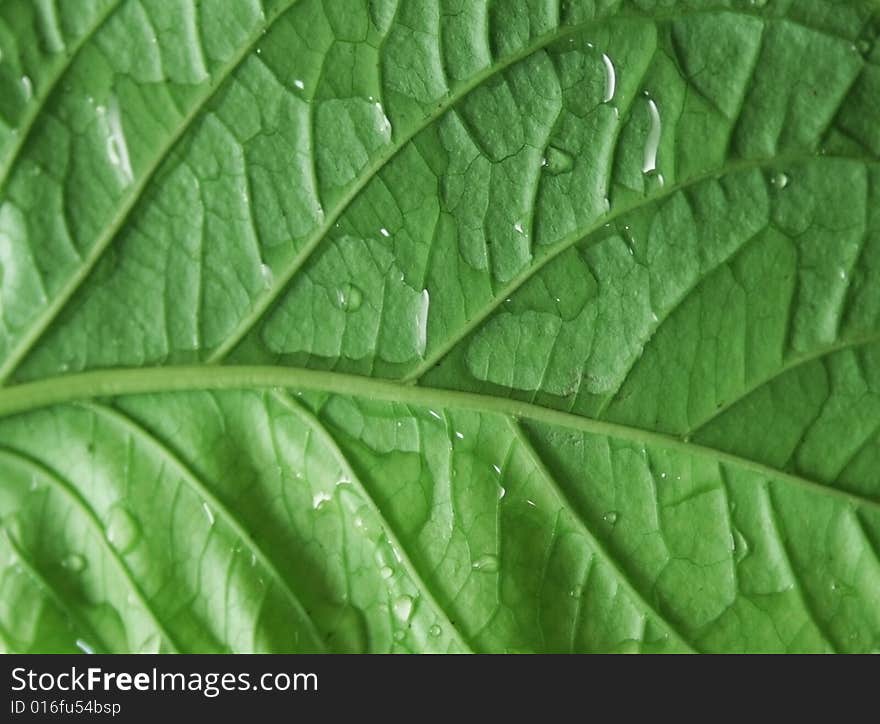 Green Leaf