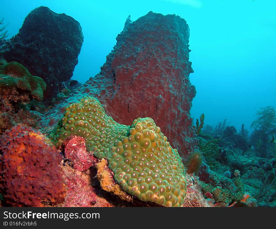 This green star coral was taken at about 50 feet on a reef called Lighthouse Ledge in Pompano beach, Florida