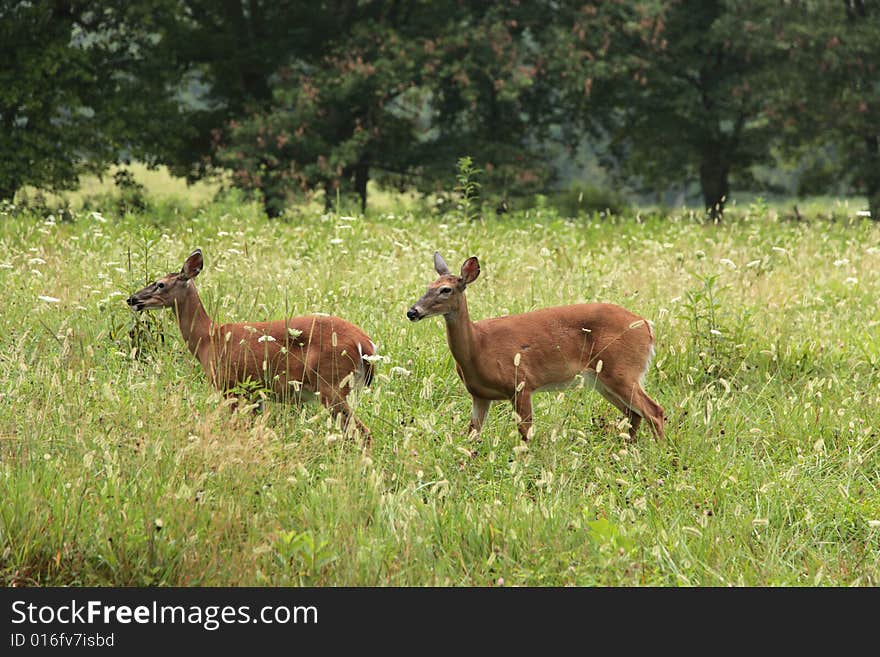 Deer young animal red hind fawn park summer. Deer young animal red hind fawn park summer