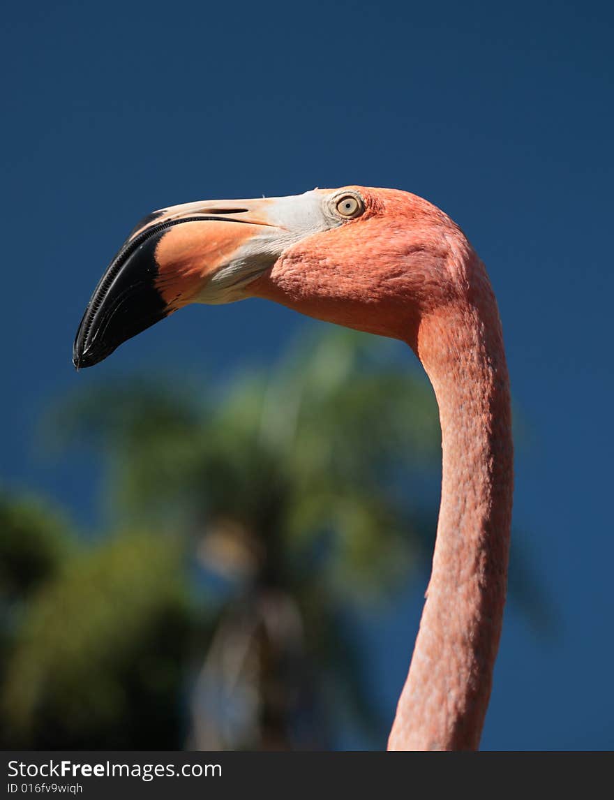 Flamingo