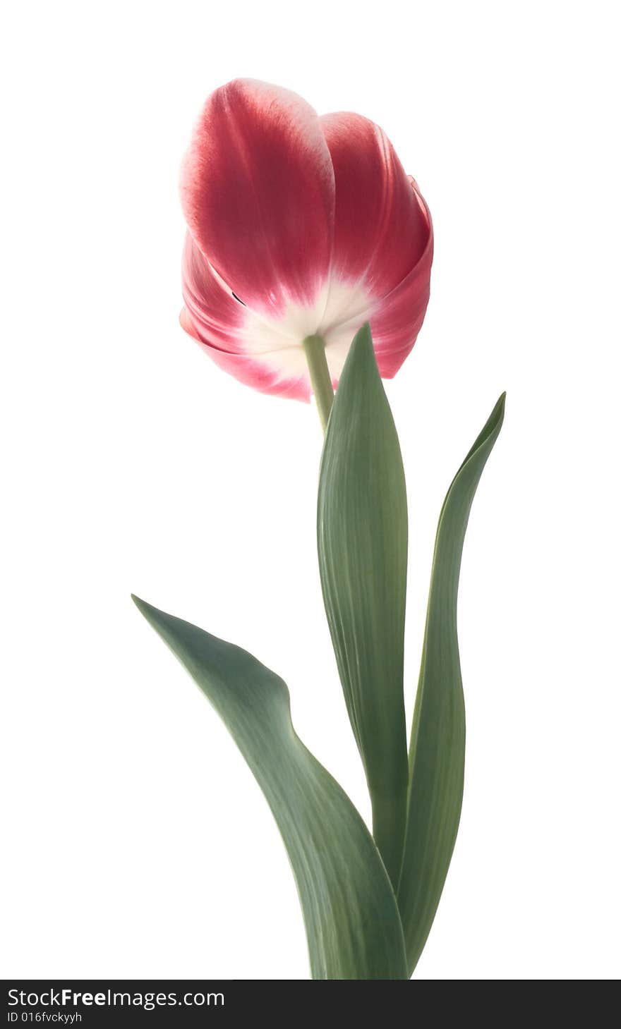 Tulip red white flower isolated macro single. Tulip red white flower isolated macro single