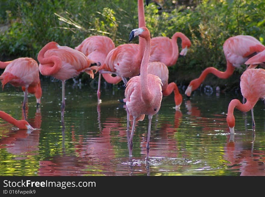 Group of pink flamingos in water with one looking at you.