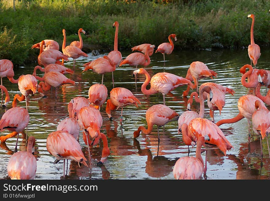 Group of pink flamingos in water showing a good array of shades