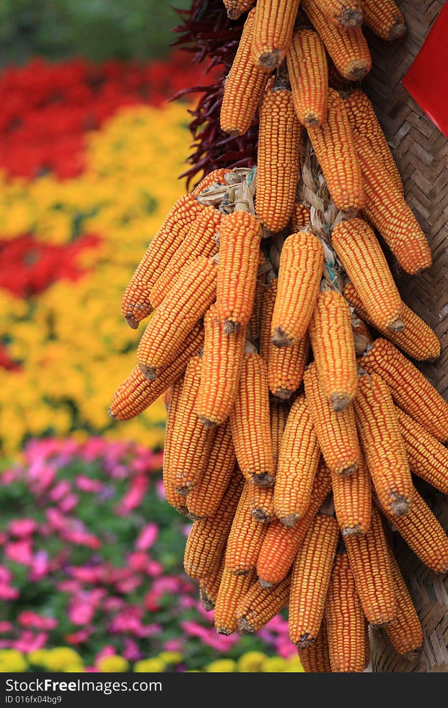 Corns in bumper harvest celebrations of Chinese national minority family