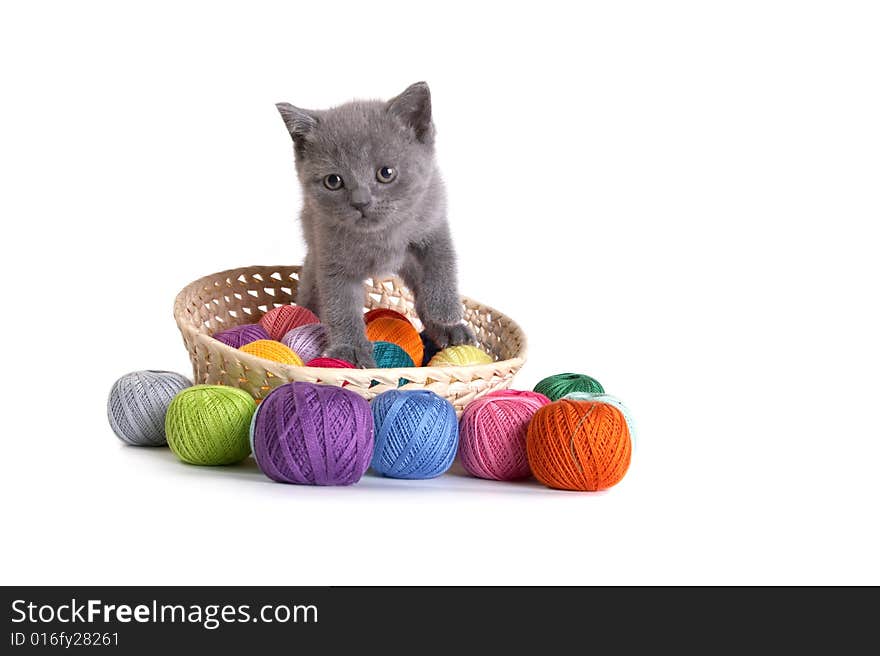 The kitten plays on a white background