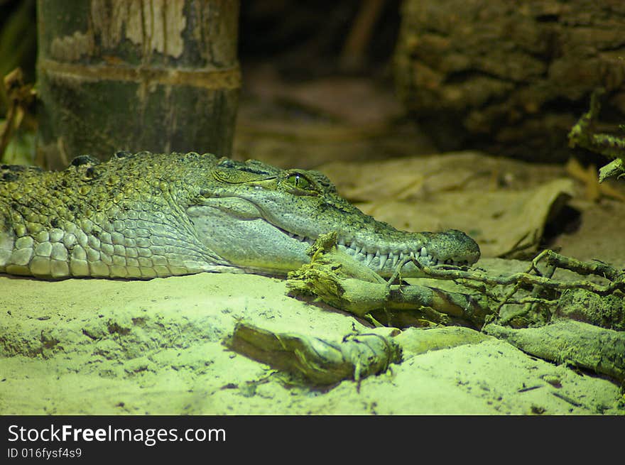 Crocodile starting to awaken fo feed