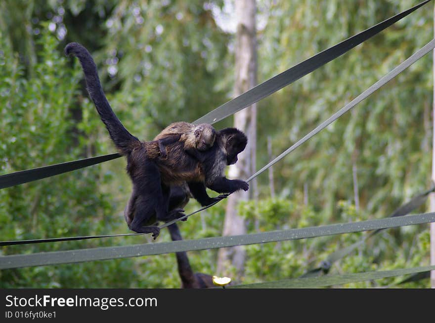 Mother Monkey with young on back climbing rope in zoo