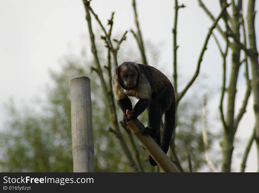 Monkey climbing tree in zoo looking at you