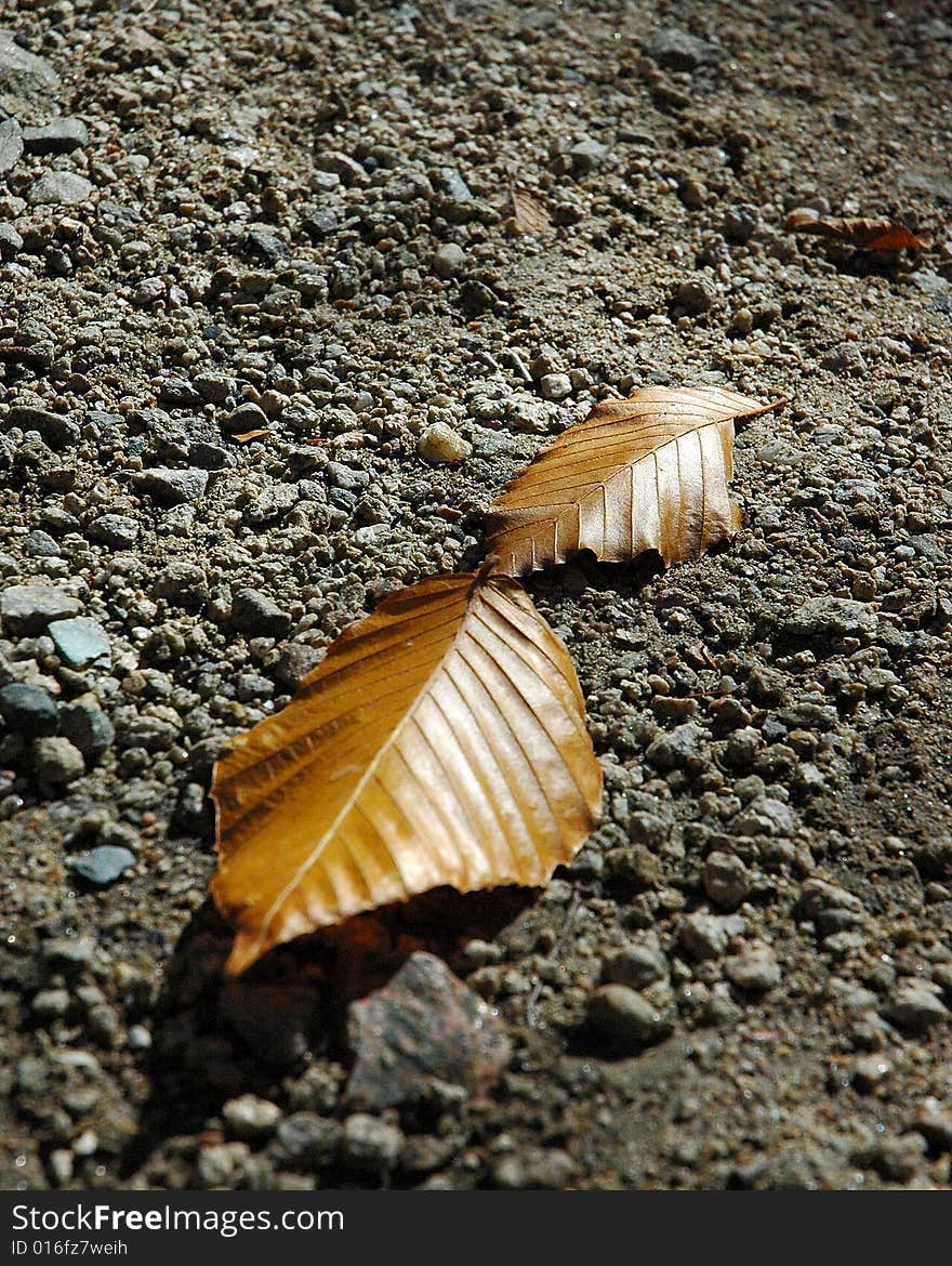 Twin gold leaves on the trail. Twin gold leaves on the trail