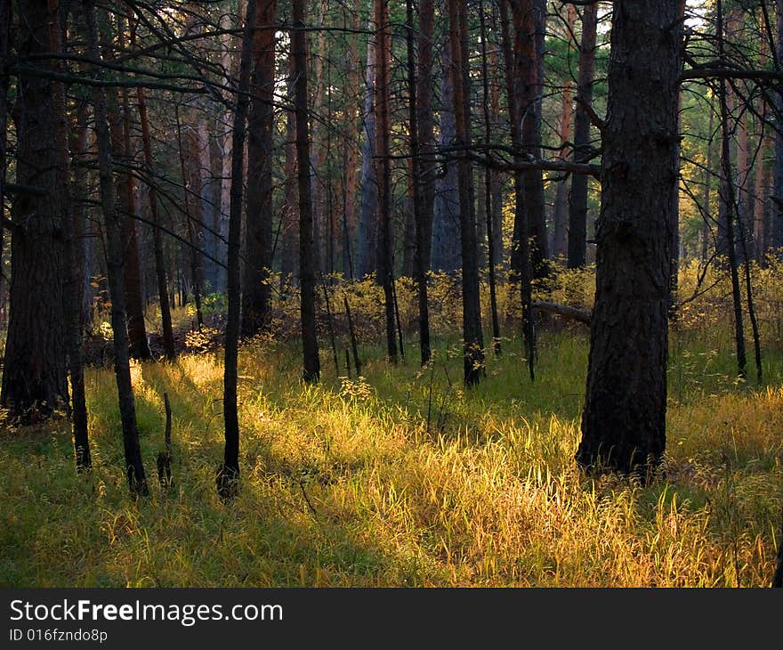 Ray of the light in coniferous wood