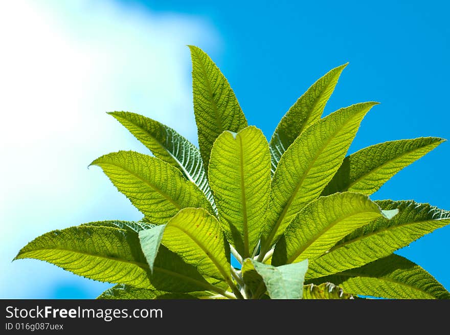 Leaves on the sky