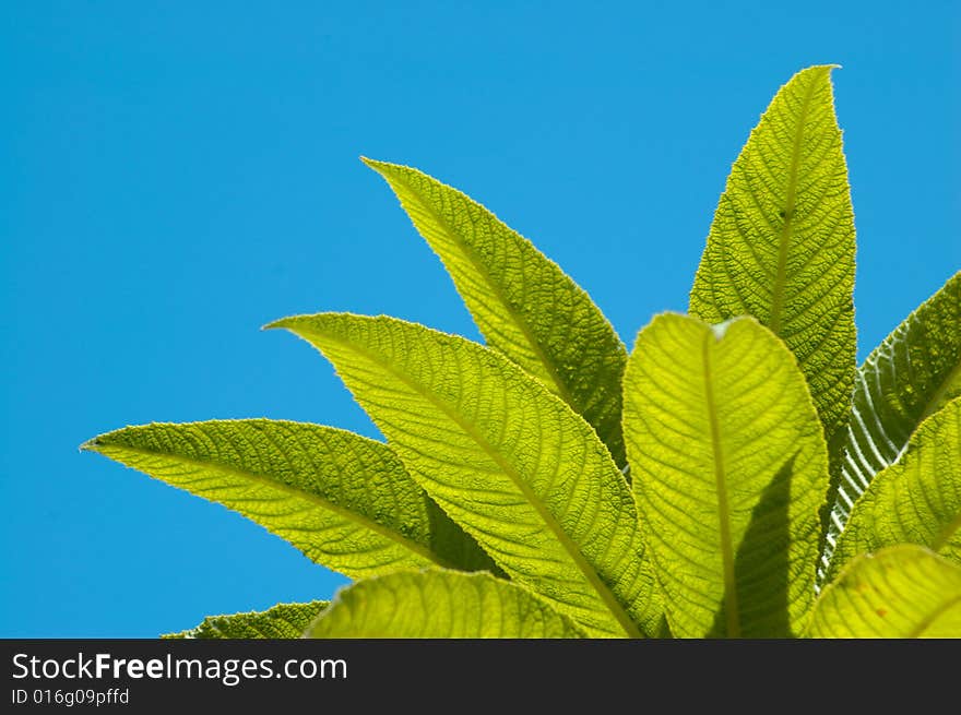 Some leaves on clear sky background. Some leaves on clear sky background