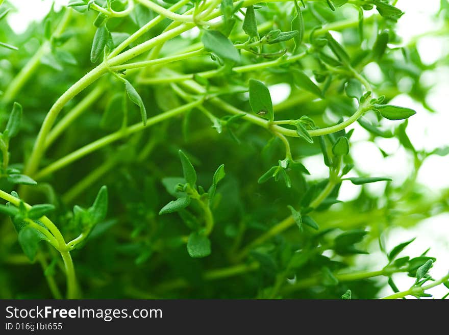 Isolated close up of fresh thyme