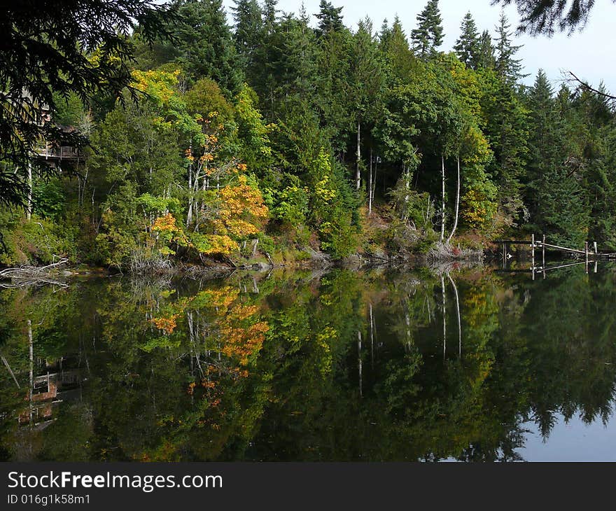 A golden maple's colours reflected in a calm harbour's waters. A golden maple's colours reflected in a calm harbour's waters.