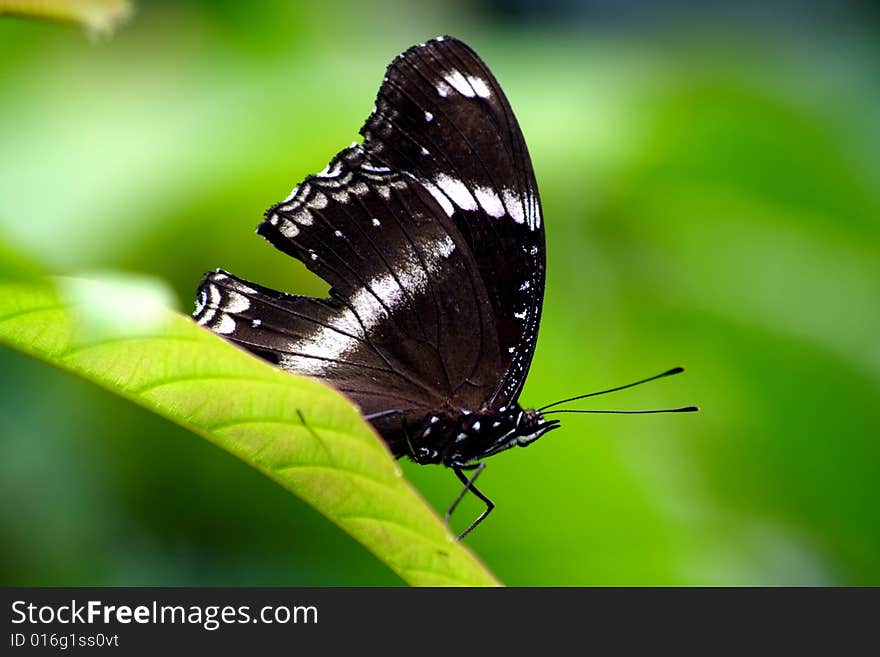 Butterfly On Green Leaf