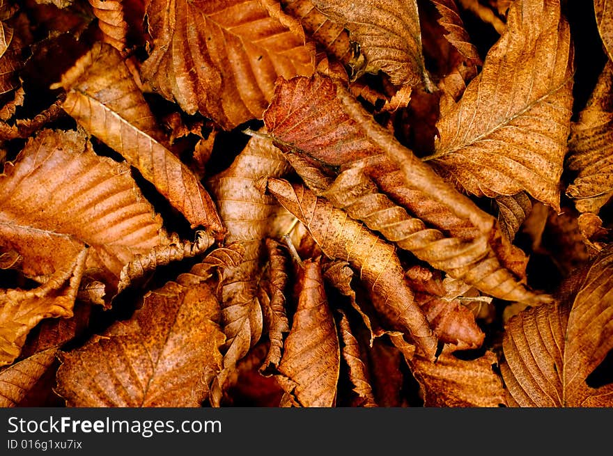 A dry autumn leaves background