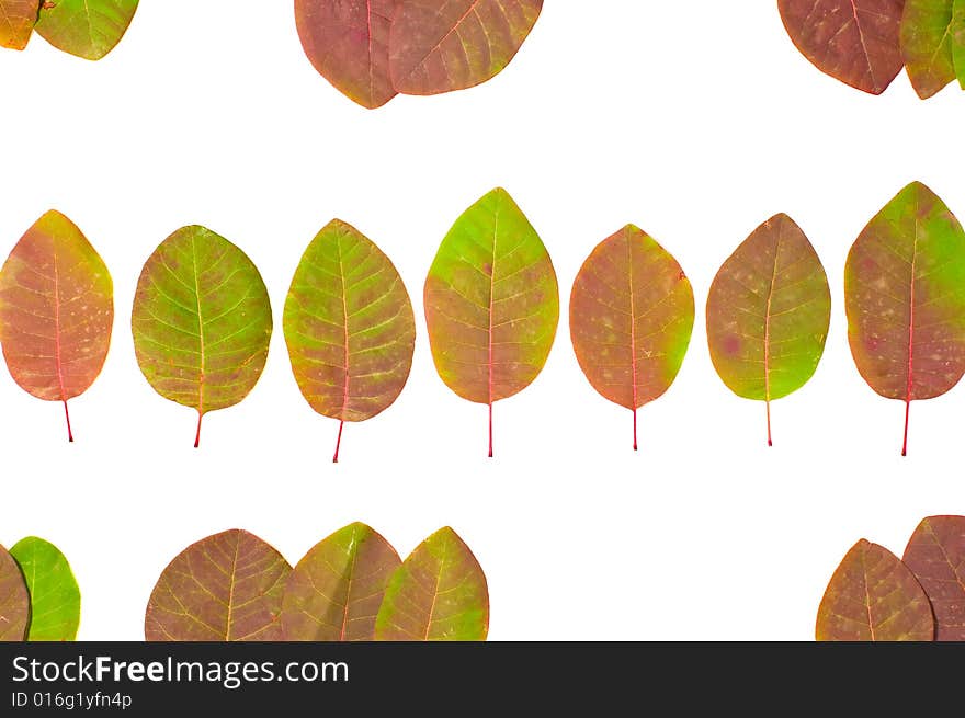 Leaves isolated on white background