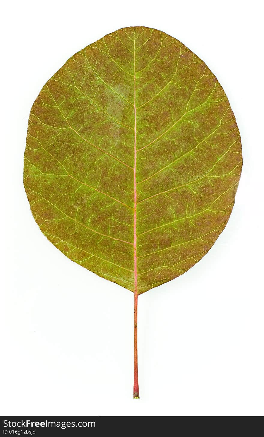 Leaf isolated on white background