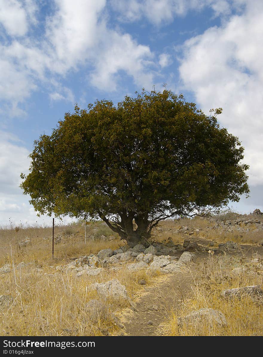 The Oak Tree