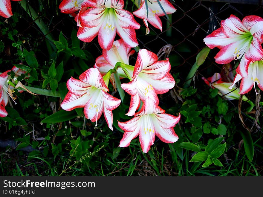 Beautiful Summer Flowers