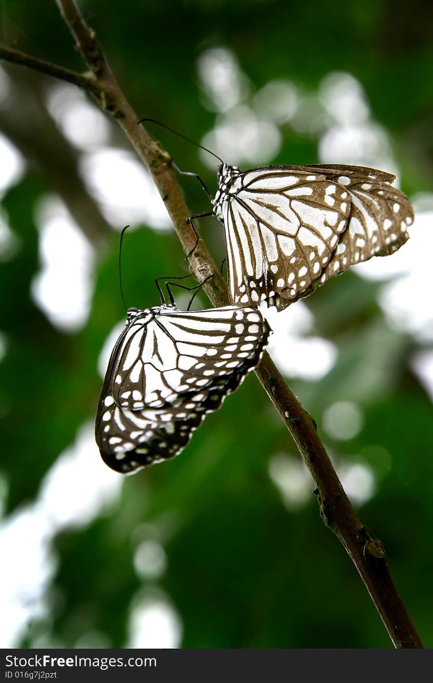 Sweet couple butterflies on the trunk. Sweet couple butterflies on the trunk.