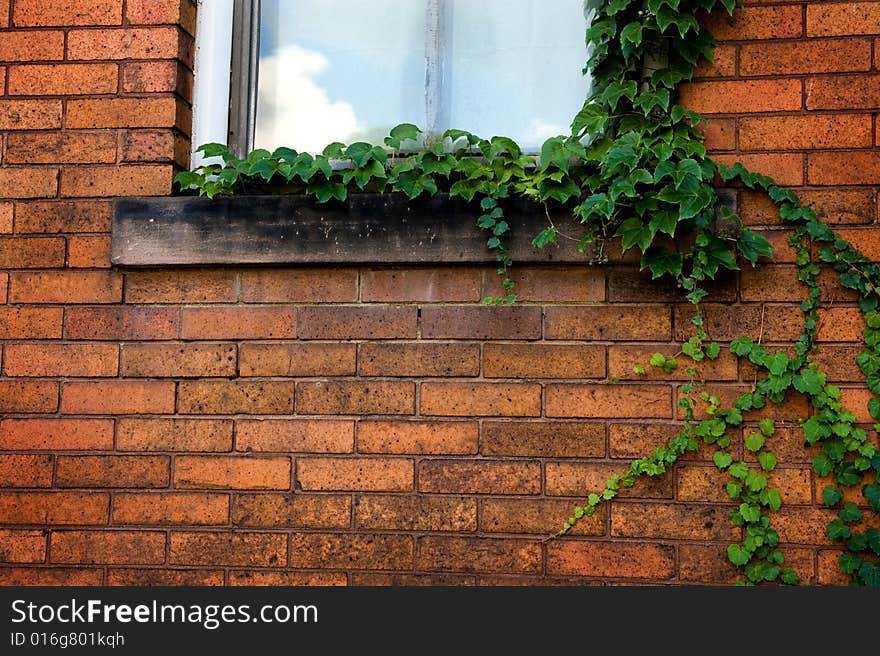 Green Ivy on Brick wall