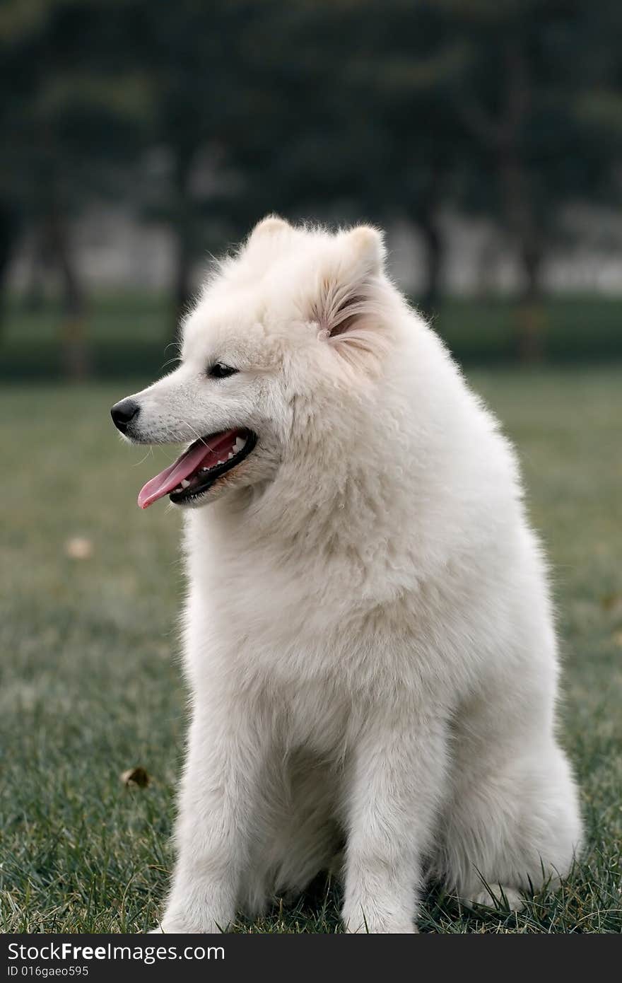 Samoyed