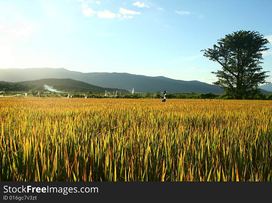 Sunset at Yellow rice field with blue sky background.