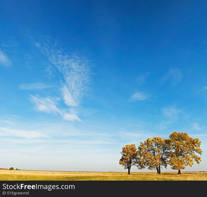 Three yellow oaks on the sky background.
Russia, Autumn, October 2008.