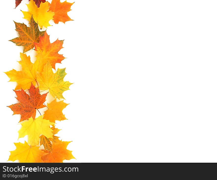 Leaves of yellow orange and red color on a light background. Leaves of yellow orange and red color on a light background.