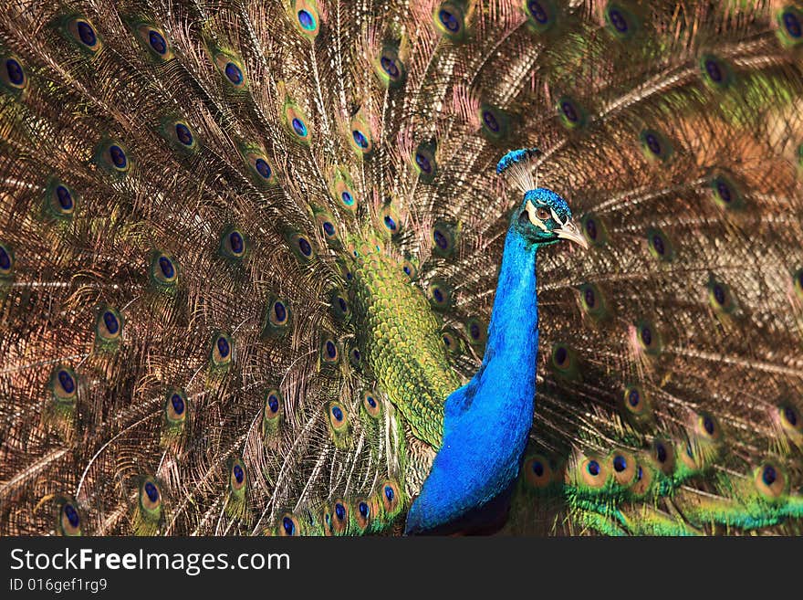 Proud peacock displaying colourful plumage