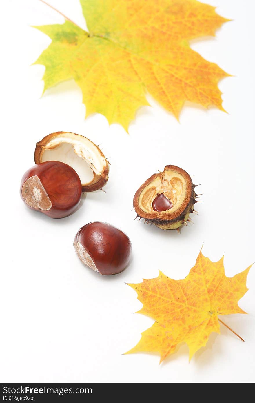 Chestnuts and autumn leaves on white background. Chestnuts and autumn leaves on white background.