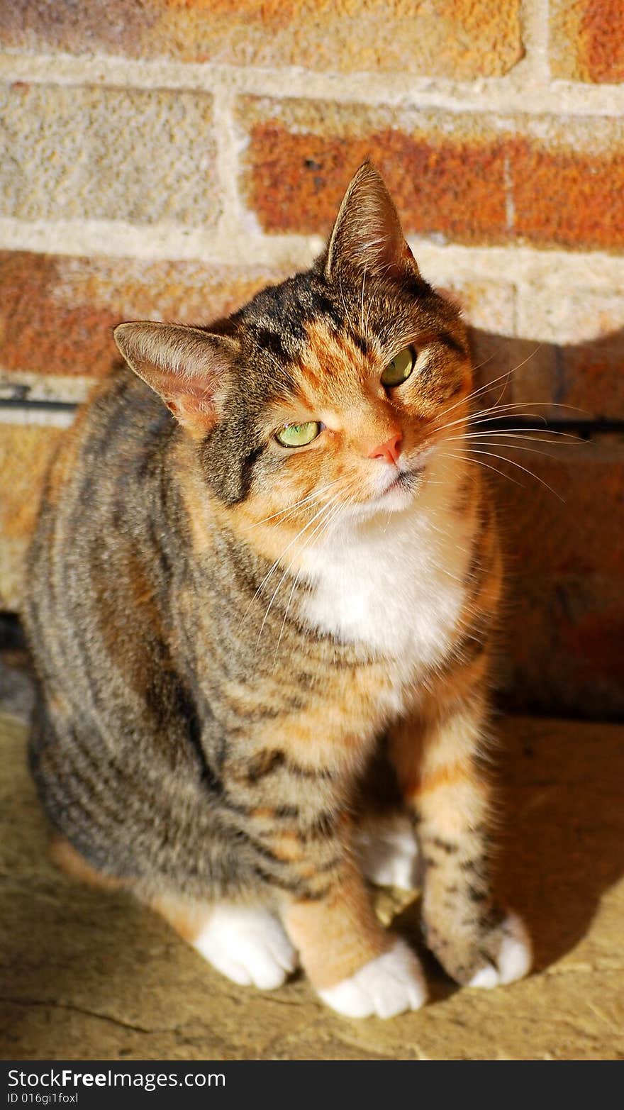 Shot of a pretty tabby cat with green eyes