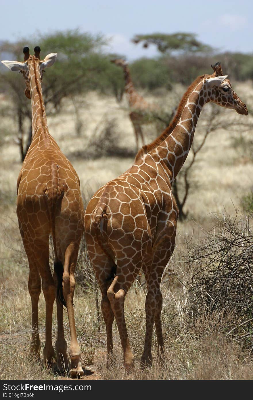 Two Giraffes that are walking throught the park. Two Giraffes that are walking throught the park.